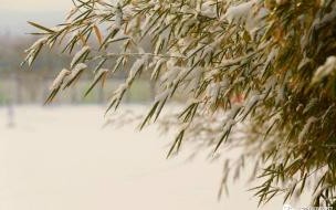 山东聊城下大雪了吗 山东大雪暴雪最新消息